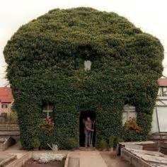 kudzu covered building