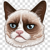 :grumpy_cat:
