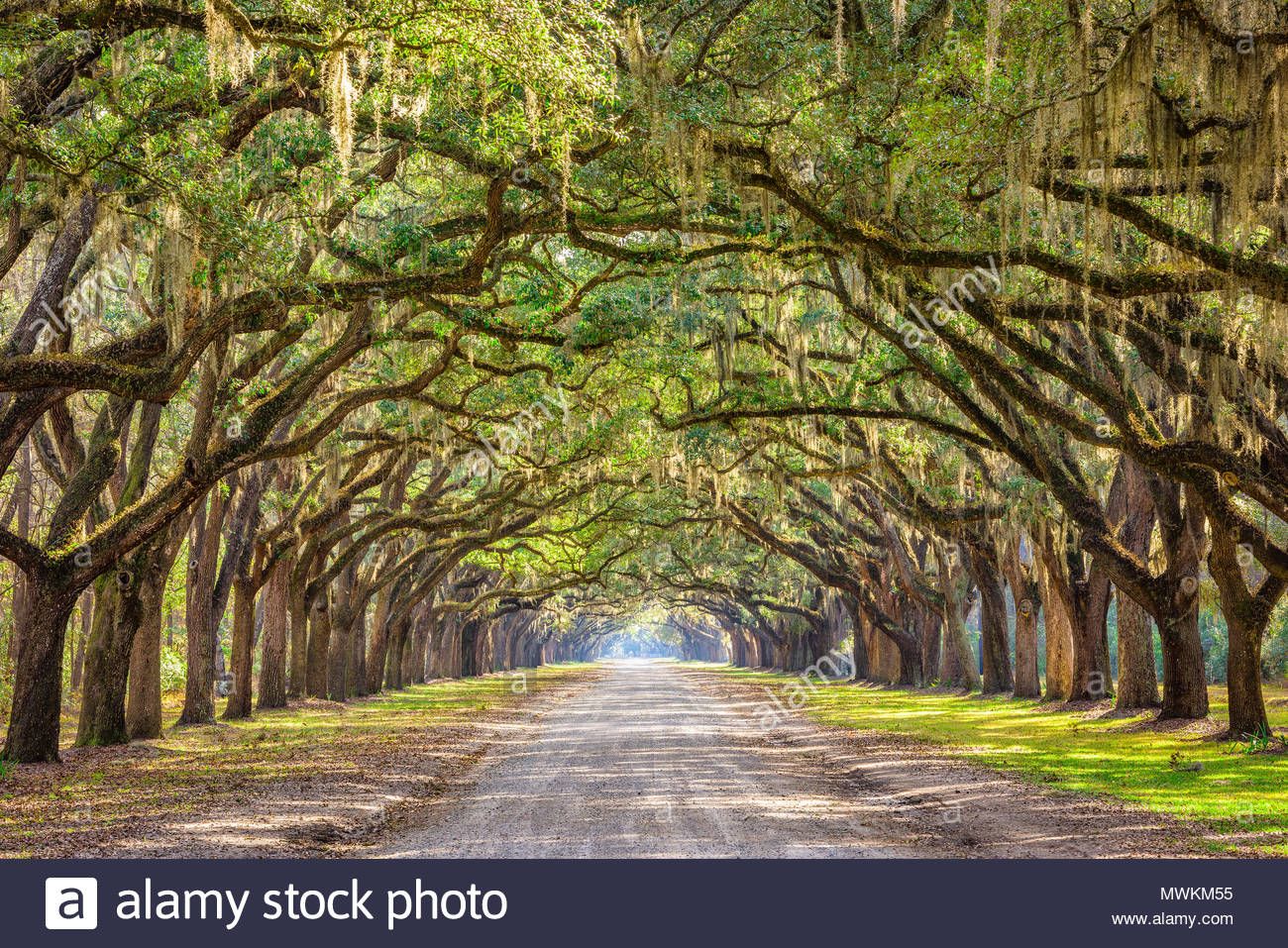 savannah-georgia-usa-historic-oak-tree-lined-dirt-road-MWKM55